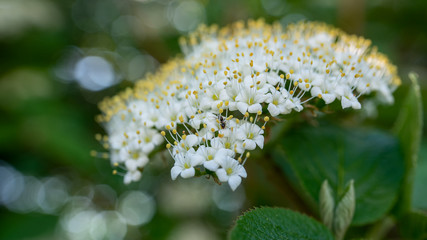 Closeup of white flower with green background and bokeh. Plant in nature.