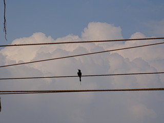 bird on electric wires
