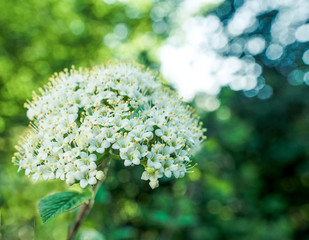 Closeup of white flower with green background and bokeh. Plant in nature.