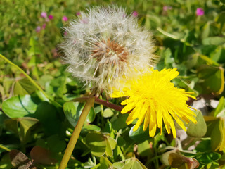 Yellow dandelion flower and dandelion seeds on green grass background.