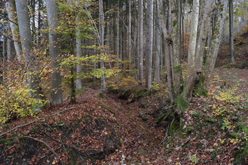 Trockenes Bachbett im Wald