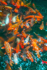 Naklejka na ściany i meble Koi or carp fish swimming in pond top view underwater