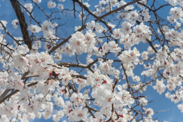 cherry blossom in spring and blue sky