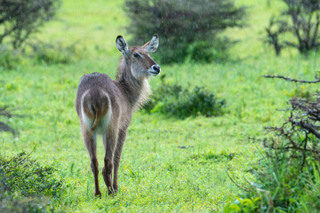 Female Waterbuck in the rain, Tanzania, Africa