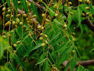 neam tree