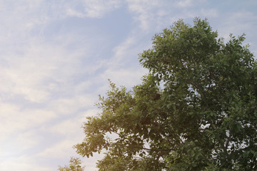 Natural landscape of sunrise with trees.