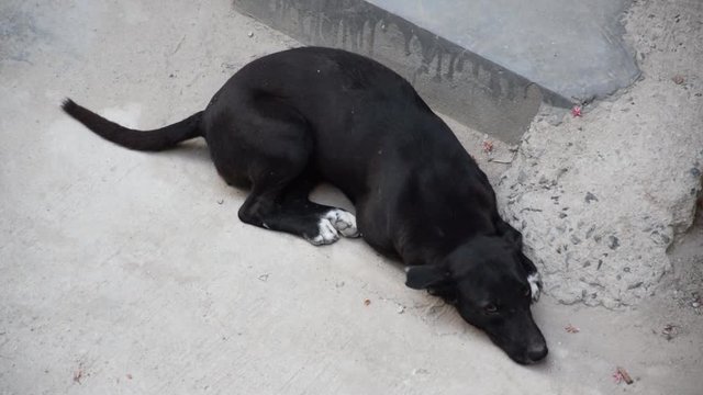 An abandoned Indian black Street or Stray dog  relaxing and wagging its tail
