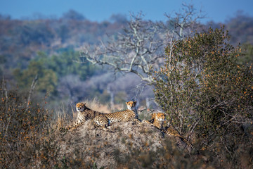Family of four Cheetahs resting in termite mound in Kruger National park, South Africa ; Specie Acinonyx jubatus family of Felidae