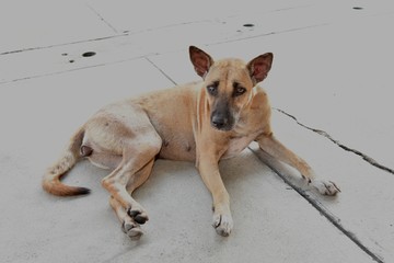 Thai female brown dog lying on the cement floor