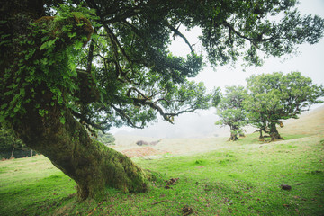 Magical laurel trees in Fanal forest in Madeira
