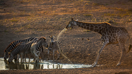 Fototapeta na wymiar Group o f Plains zebras and giraffe drinking in waterhole at dawn in Kruger National park, South Africa ; Specie Equus quagga burchellii family of Equidae