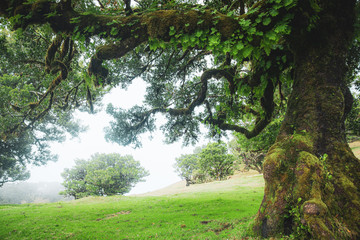 Magical laurel trees in Fanal forest in Madeira
