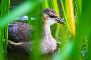 Wasserralle im Schilff