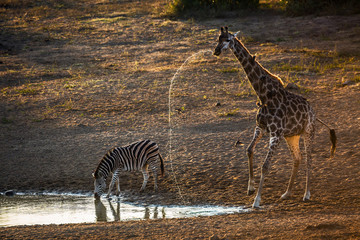 Fototapeta na wymiar Plains zebras and giraffe drinking in waterhole at dawn in Kruger National park, South Africa ; Specie Equus quagga burchellii family of Equidae