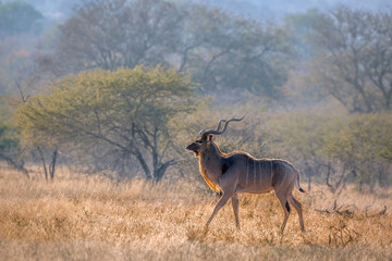Greater kudu male in savannah scenery in Kruger National park, South Africa ; Specie Tragelaphus strepsiceros family of Bovidae