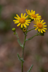 Frühlingsgreiskraut
