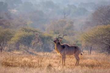 Fotobehang Groter kudu-mannetje in savannelandschap in het Nationale park van Kruger, Zuid-Afrika  Specie Tragelaphus strepsiceros familie van Bovidae © PACO COMO