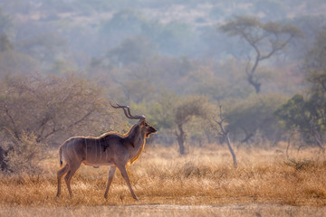 Greater kudu male in savannah scenery in Kruger National park, South Africa ; Specie Tragelaphus...