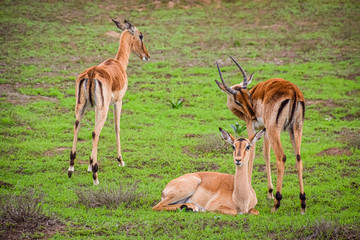 Grasende impalas  (Aepyceros) in Südafrika