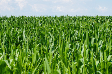 Obraz premium Corn field