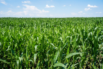 Corn field