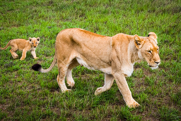 Löwenweibchen mit Jungtier