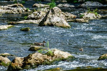 Naturnahe Renaturierung an der Wertach bei Augsburg