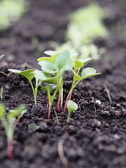 Green sprout growing from seed in organic soil.