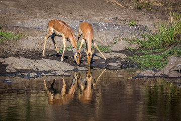 Obraz na płótnie Canvas Two Common Impala drinking with reflectioin in Kruger National park, South Africa ; Specie Aepyceros melampus family of Bovidae