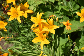 Hémérocalle jaune au printemps au jardin