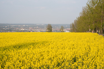 Frühling