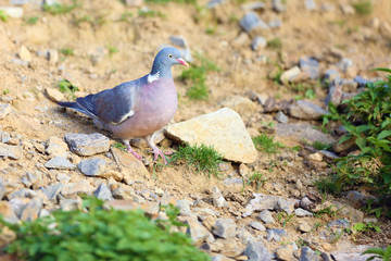 The common wood pigeon (Columba palumbus) sitting on the ground in full sun.
