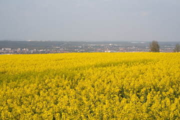Frühling