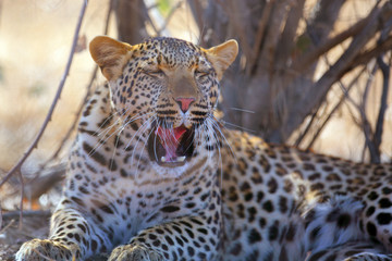 The leopard (Panthera pardus), portrait at sunset. Leopard yawns in a yellow dry bush in a South African savannah.