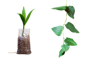 Areca catechu L. and Cissampelos pareira L. Planting Areca nut palm seedling in plastic bag and...
