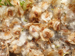 The seeds and fluff of Ulmus minor on the ground in the spring.