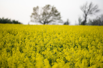 Frühling