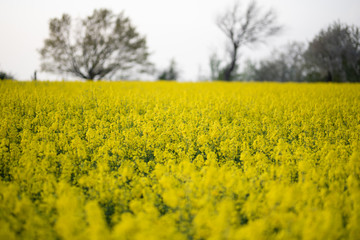 Obraz premium Frühling