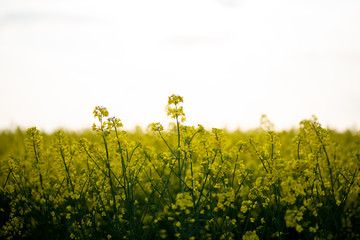 Frühling