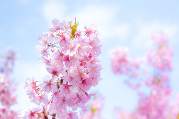 満開の河津桜