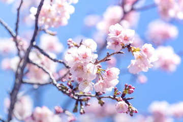 満開の河津桜