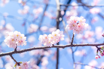 満開の河津桜