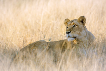 African lioness lying down in savannah in Kruger National park, South Africa ; Specie Panthera leo family of Felidae