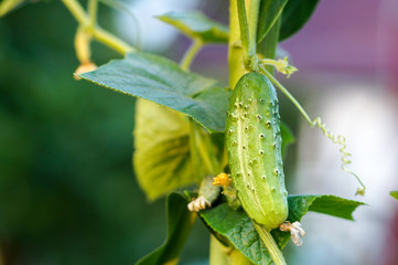 growing cucumbers in the garden. friendly plants with corn