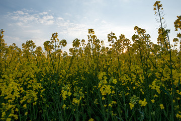 Frühling