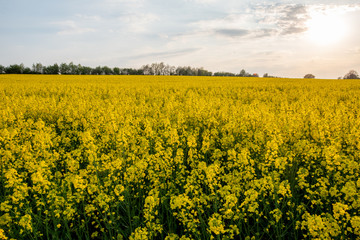 Frühling