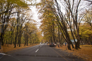 Fototapeta premium Autumn landscape with road and beautiful colored trees . Road in the autumnal forest . View of road with oak trees alley at autumn .