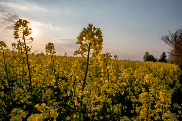 Frühling