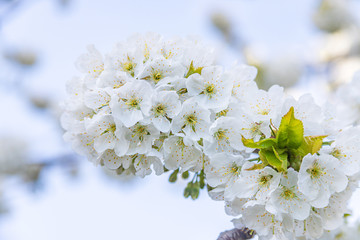 White Cherry Blossom, soft focus. Spring flowers background
