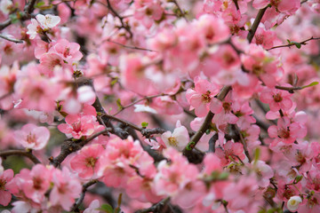 Fototapeta na wymiar Blooming sakura tree in japanese garden
